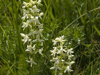 Platanthera bifolia 29, Welriekende nachtorchis, Saxifraga-Willem van Kruijsbergen