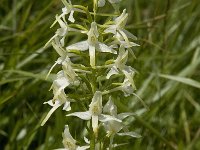 Platanthera bifolia 30, Welriekende nachtorchis, Saxifraga-Willem van Kruijsbergen