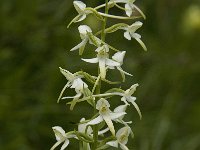 Platanthera bifolia 31, Welriekende nachtorchis, Saxifraga-Willem van Kruijsbergen