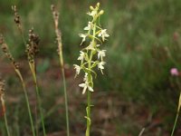 Platanthera bifolia 37, Welriekende nachtorchis, Saxifraga-Hans Dekker