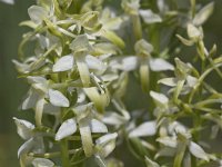 Platanthera bifolia 39, Welriekende nachtorchis , Saxifraga-Mark Zekhuis