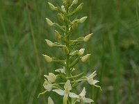 Platanthera bifolia 4, Welriekende nachtorchis, Saxifraga-Willem van Kruijsbergen