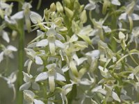 Platanthera bifolia 41, Welriekende nachtorchis , Saxifraga-Mark Zekhuis