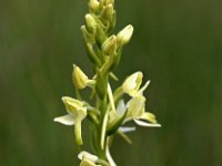 Platanthera bifolia 44, Welriekende nachtorchis, Saxifraga-Hans Dekker