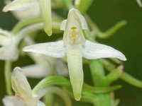 Platanthera bifolia 46, Welriekende nachtorchis, Saxifraga-Hans Dekker