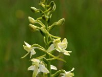 Platanthera bifolia 47, Welriekende nachtorchis, Saxifraga-Hans Dekker