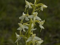 Platanthera bifolia 5, Welriekende nachtorchis, Saxifraga-Jan van der Straaten