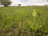 Platanthera bifolia 51, Welriekende nachtorchis, Saxifraga-Jelmer Reyntjes : Platanthera bifolia, Tienne Breumont, welriekende nachtorchis