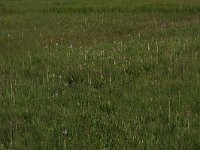 Platanthera bifolia 52, Welriekende nachtorchis, Saxifraga-Hans Boll