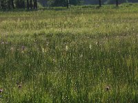 Platanthera bifolia 54, Welriekende nachtorchis, Saxifraga-Hans Boll