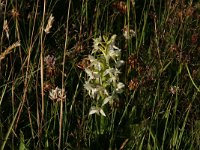 Platanthera bifolia 55, Welriekende nachtorchis, Saxifraga-Hans Boll