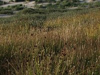 Platanthera bifolia 56, Welriekende nachtorchis, Saxifraga-Hans Boll