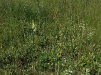 Platanthera bifolia 59, Welriekende nachtorchis, Saxifraga-Hans Boll