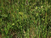 Platanthera bifolia 60, Welriekende nachtorchis, Saxifraga-Hans Boll