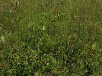 Platanthera bifolia 61, Welriekende nachtorchis, Saxifraga-Hans Boll