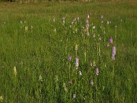 Platanthera bifolia 63, Welriekende nachtorchis, Saxifraga-Hans Boll