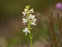 Platanthera bifolia 70, Welriekende nachtorchis, Saxifraga-Hans Dekker