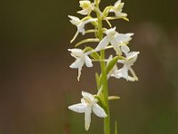 Platanthera bifolia 71, Welriekende nachtorchis, Saxifraga-Hans Dekker