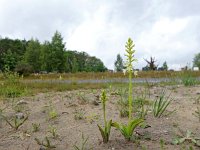 Platanthera bifolia 72, Welriekende nachtorchis, Saxifraga-Hans Dekker