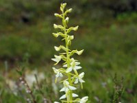 Platanthera bifolia 73, Welriekende nachtorchis, Saxifraga-Hans Dekker