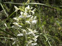 Platanthera bifolia 74, Welriekende nachtorchis, Saxifraga-Willem van Kruijsbergen