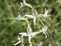 Platanthera bifolia 76, Welriekende nachtorchis, Saxifraga-Willem van Kruijsbergen