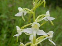 Platanthera bifolia 77, Welriekende nachtorchis, Saxifraga-Rutger Barendse