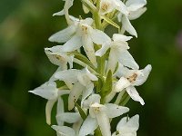 Platanthera bifolia 78, Welriekende nachtorchis, Saxifraga-Jan van der Straaten