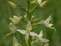 Platanthera bifolia 8, Welriekende nachtorchis, Saxifraga-Willem van Kruijsbergen