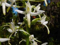 Platanthera bifolia 81, Welriekende nachtorchis, Saxifraga-Ed Stikvoort