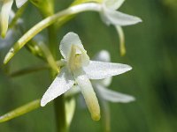 Platanthera bifolia 86, Welriekende nachtorchis, Saxifraga-Hans Dekker