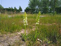 Platanthera bifolia 89, Welriekende nachtorchis, Saxifraga-Hans Dekker