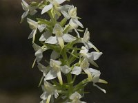 Platanthera bifolia 95, Welriekende nachtorchis, Saxifraga-Willem van Kruijsbergen