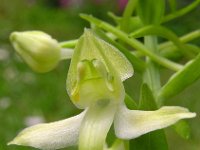 Platanthera chlorantha 11, Bergnachtorchis, Saxifraga-Hans Dekker