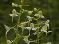 Platanthera chlorantha 12, Bergnachtorchis, Saxifraga-Jan van der Straaten