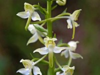 Platanthera chlorantha 16, Bergnachtorchis, Saxifraga-Hans Dekker