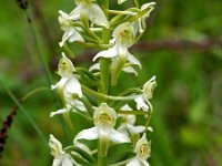 Platanthera chlorantha 18, Bergnachtorchis, Saxifraga-Hans Dekker