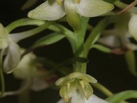 Platanthera chlorantha 19, Bergnachtorchis, Saxifraga-Rutger Barendse