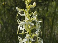 Platanthera chlorantha 2, Bergnachtorchis, Saxifraga-Jan van der Straaten