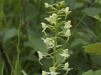 Platanthera chlorantha 20, Bergnachtorchis, Saxifraga-Willem van Kruijsbergen