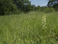 Platanthera chlorantha 24, Bergnachtorchis, Saxifraga-Willem van Kruijsbergen