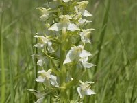 Platanthera chlorantha 25, Bergnachtorchis, Saxifraga-Willem van Kruijsbergen