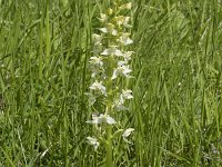 Platanthera chlorantha 26, Bergnachtorchis, Saxifraga-Willem van Kruijsbergen