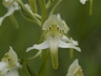 Platanthera chlorantha 28, Bergnachtorchis, Saxifraga-Willem van Kruijsbergen