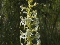 Platanthera chlorantha 3, Bergnachtorchis, Saxifraga-Jan van der Straaten