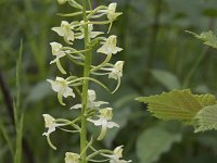 Platanthera chlorantha 32, Bergnachtorchis, Saxifraga-Willem van Kruijsbergen