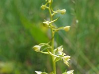 Platanthera chlorantha 34, Bergnachtorchis, Saxifraga-Hans Dekker