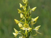 Platanthera chlorantha 36, Bergnachtorchis, Saxifraga-Hans Dekker