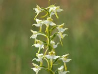 Platanthera chlorantha 37, Bergnachtorchis, Saxifraga-Hans Dekker