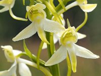 Platanthera chlorantha 38, Bergnachtorchis, Saxifraga-Hans Dekker